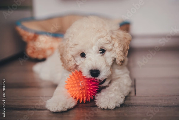 Fototapeta Cute poodle puppy playing with a toy