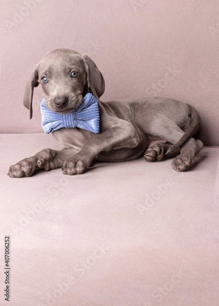 Fototapeta Weimaraner Welpen mit einer Fliege im Studio
