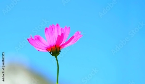 Obraz pink gerber daisy