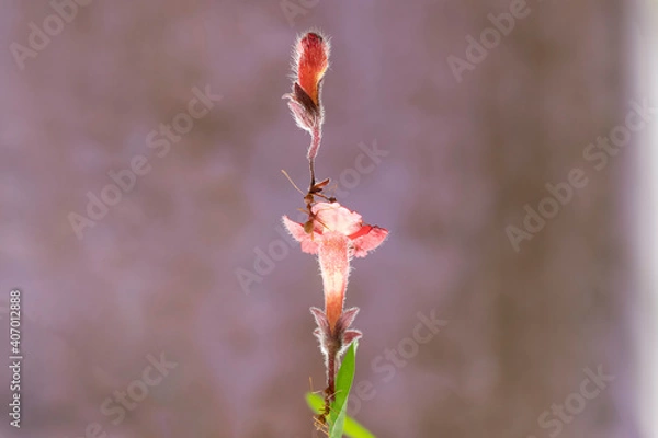 Obraz two red ants pick up a flower