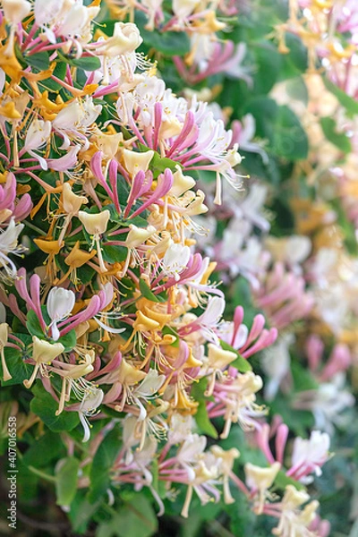 Fototapeta Honeysuckle in garden soft focus. Flowers Lonicera Sempervirens, common names common honeysuckle, European honeysuckle or woodbine.