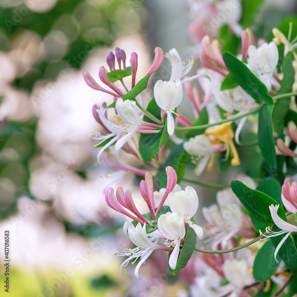 Fototapeta Honeysuckle in garden soft focus. Flowers Lonicera Sempervirens, common names common honeysuckle, European honeysuckle or woodbine.