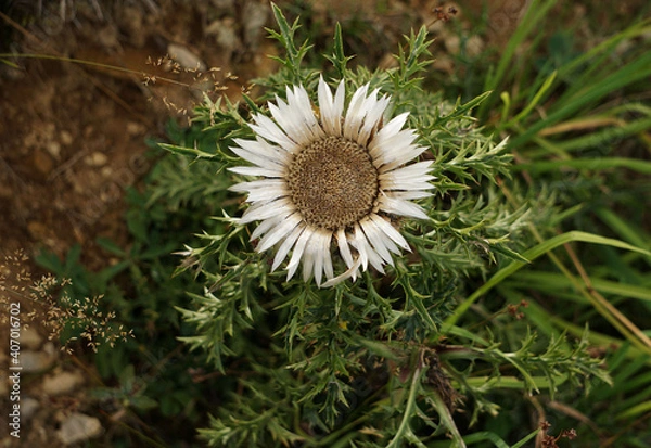 Obraz a silver thistle in the mountains