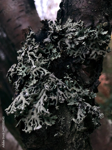 Obraz tree with moss