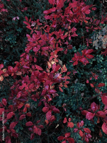 Obraz red and green leaves