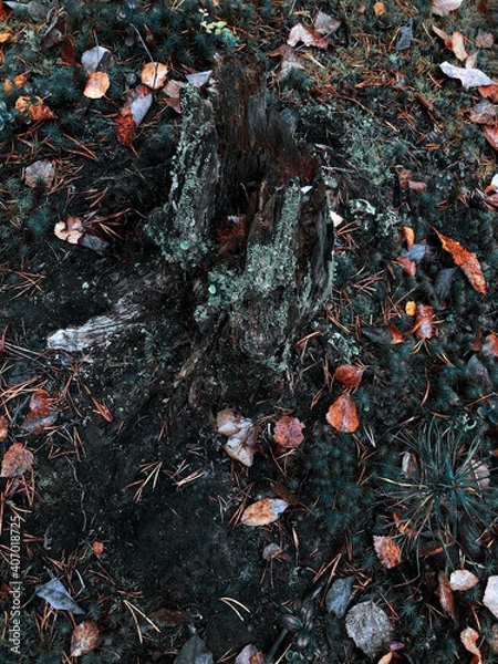 Obraz old tree stump in the forest