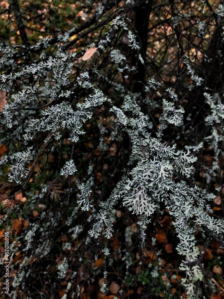 Obraz moss on the tree