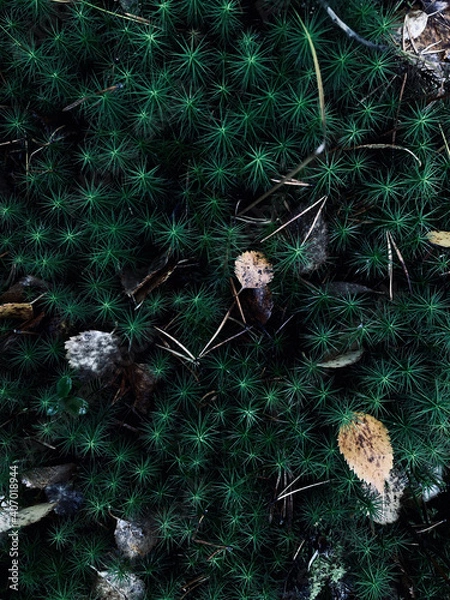 Obraz plants on earth