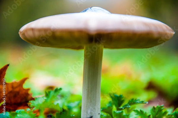 Fototapeta macro di un fungo ad ombrello
