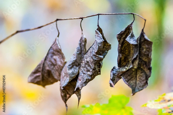 Fototapeta foglie secche appese ad un ramo sembrano pipistrelli