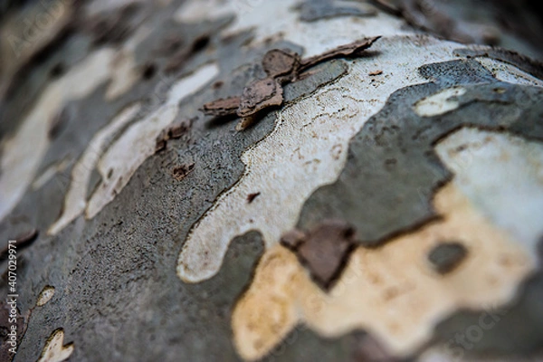 Fototapeta texture di corteccia maculata - macro