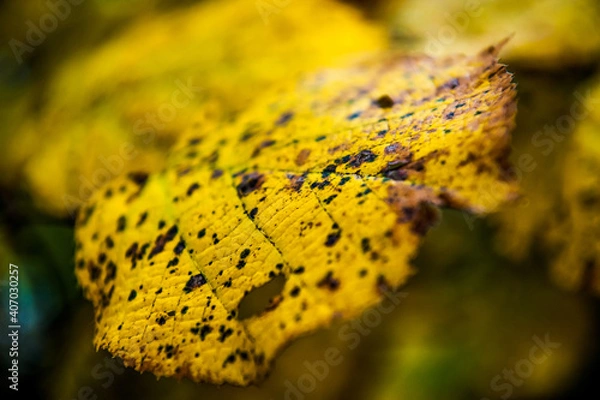 Fototapeta foglia caduta in autunno - macro - teture