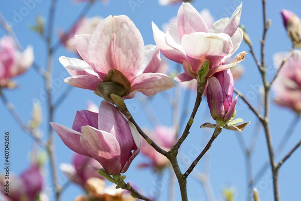 Fototapeta Magnolia tree