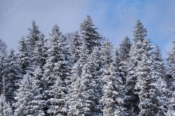 Obraz Snowy Spruce Trees