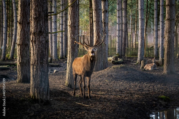 Obraz Male Fallow Deer looking directly at camera