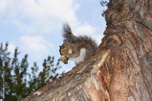 Obraz ardilla comilona