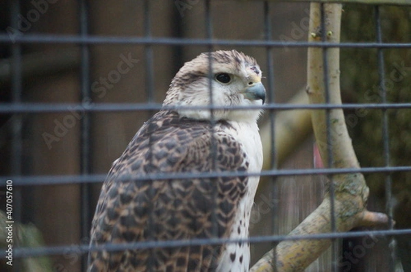 Fototapeta The eagle behind the hedge
