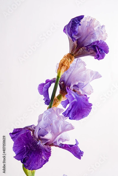 Fototapeta iris isolated on the white