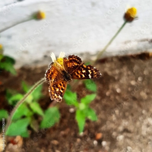Obraz butterfly on flower