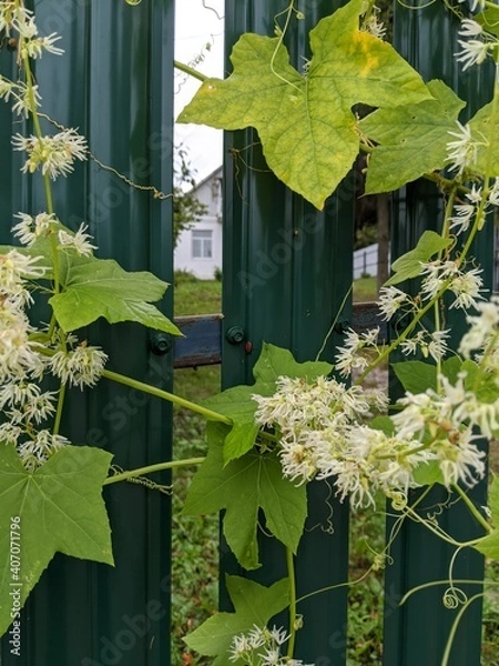 Obraz ivy on the wall