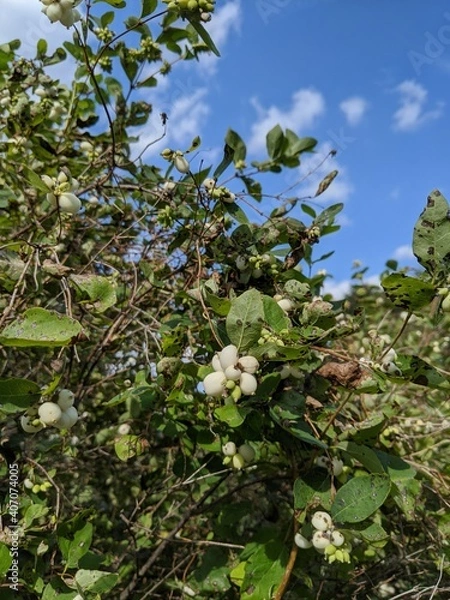 Obraz tree with flowers