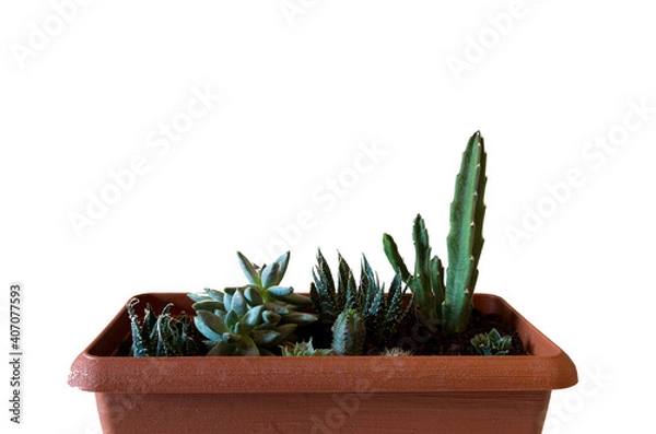 Obraz piante grazze in vaso con cactus su sfondo bianco