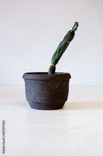 Obraz cactus verde verticale su vaso in pietra con sfondo bianco 