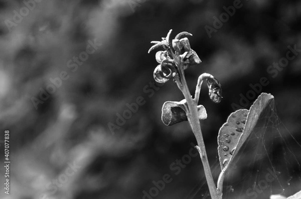 Obraz fiore di campo in fioritura in bianco e nero