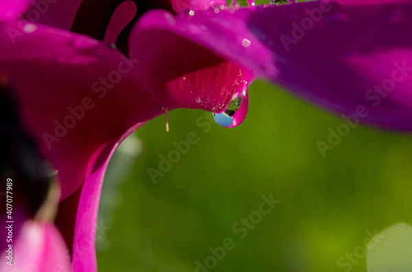 Obraz goccia di acqua piovana su petalo di ciclamino viola in campo aperto