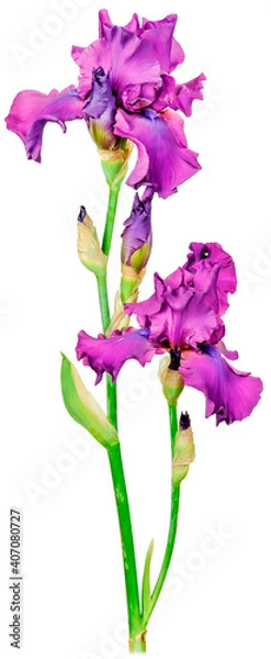 Obraz iris bud purple long
