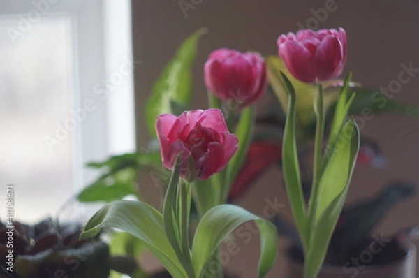 Fototapeta pink tulips
