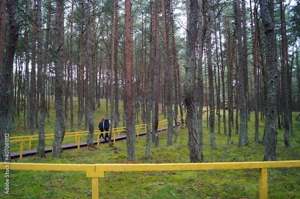 Fototapeta dancing forest
