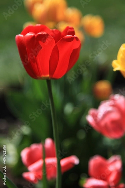 Fototapeta Beautiful red tulips in the flowerbed, close-up.