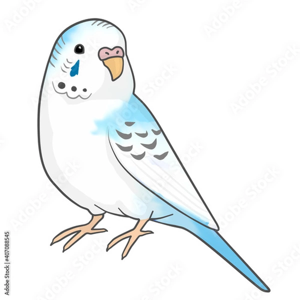 Fototapeta セキセイインコ