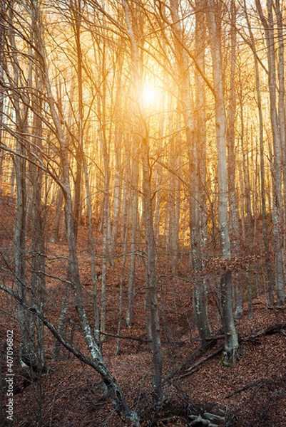Fototapeta Sun setting behind trees in a forest