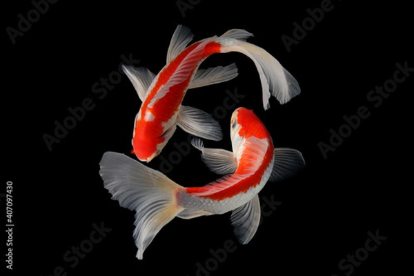 Fototapeta Butterfly koi fish