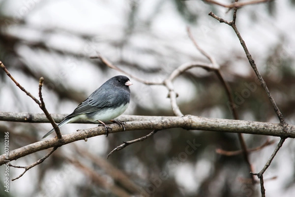 Obraz Dark-eyed Junco sitting on tree