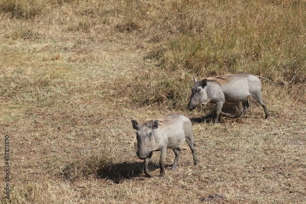 Obraz Tansania Wildlife