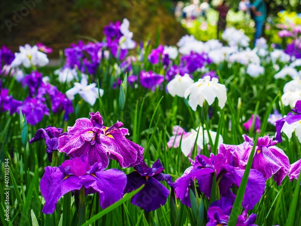 Fototapeta 【神奈川】鎌倉 明月院 本堂後庭園 花菖蒲