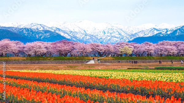 Obraz 【富山】舟川べりの桜並木 春の四重奏