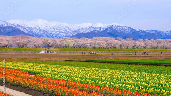 Obraz 【富山】舟川べりの桜並木 春の四重奏