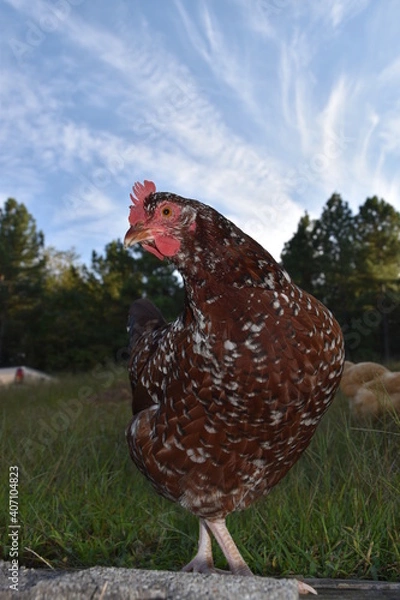 Fototapeta free range chicken