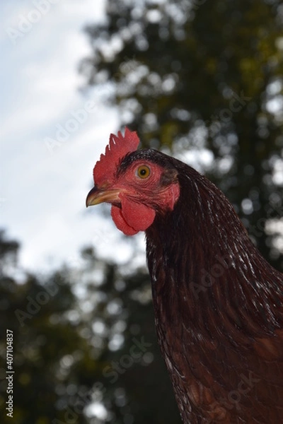 Fototapeta Close up of a Hen