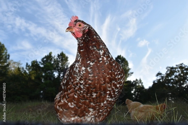 Fototapeta free range chicken on a farm