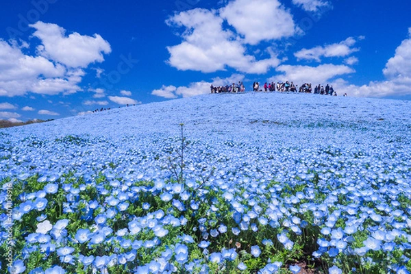 Obraz 【茨城】国営ひたち海浜公園 満開のネモフィラ