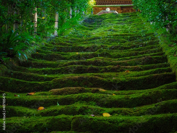 Obraz 【神奈川】鎌倉 杉本寺 苔の石段