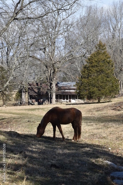 Fototapeta horse in a field in front of a log cabin