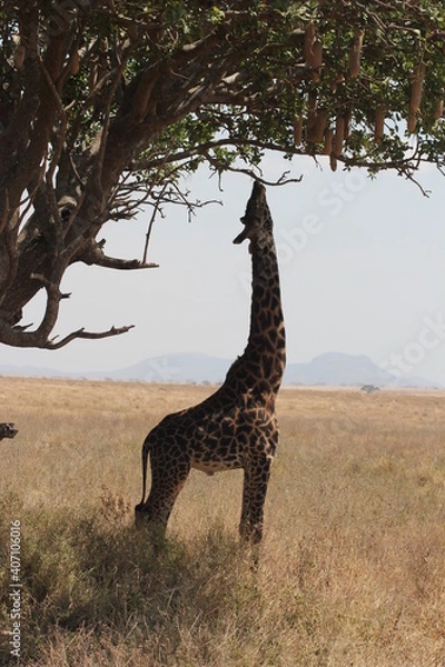 Obraz Tansania Wildlife