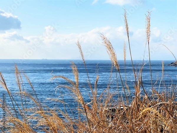 Fototapeta 海岸に生えるススキ