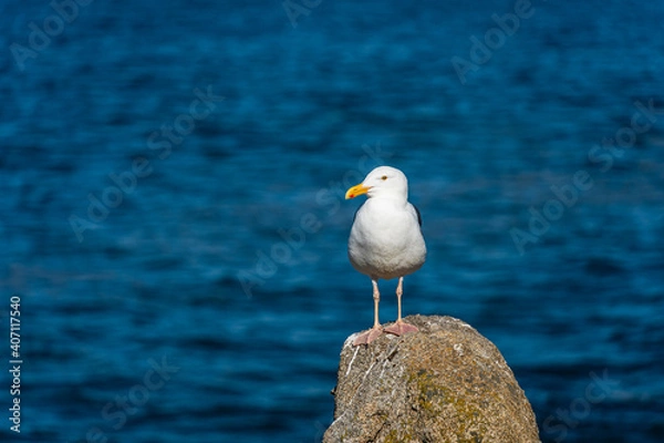 Obraz Seagull Standing on Rock